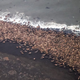 Illustration for article titled Massive Congregation Of 35,000 Walruses Linked To Climate Change